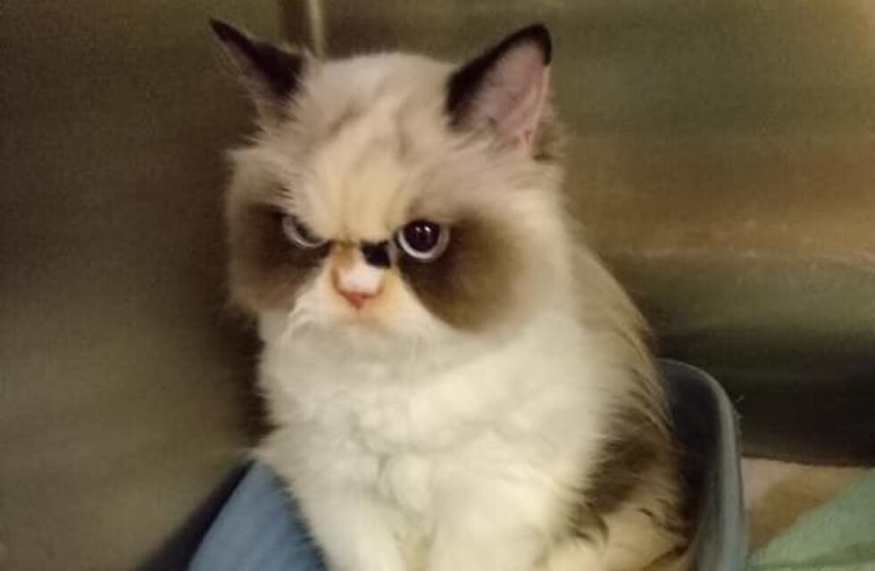 Conocé al nuevo "gato gruñón " que luce tan enojado y adorable como su antecesor