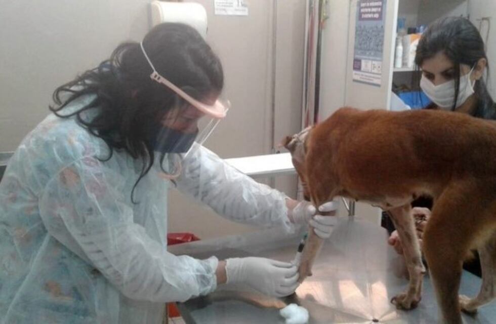 Otorgan turnos para vacunación antirrábica en el IMuSA de Sanidad Animal en Posadas