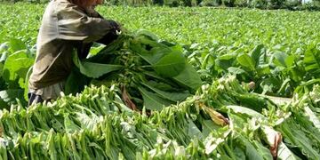 El acopio de tabaco en Misiones finalizó con más de 30 millones de kilos esta temporada