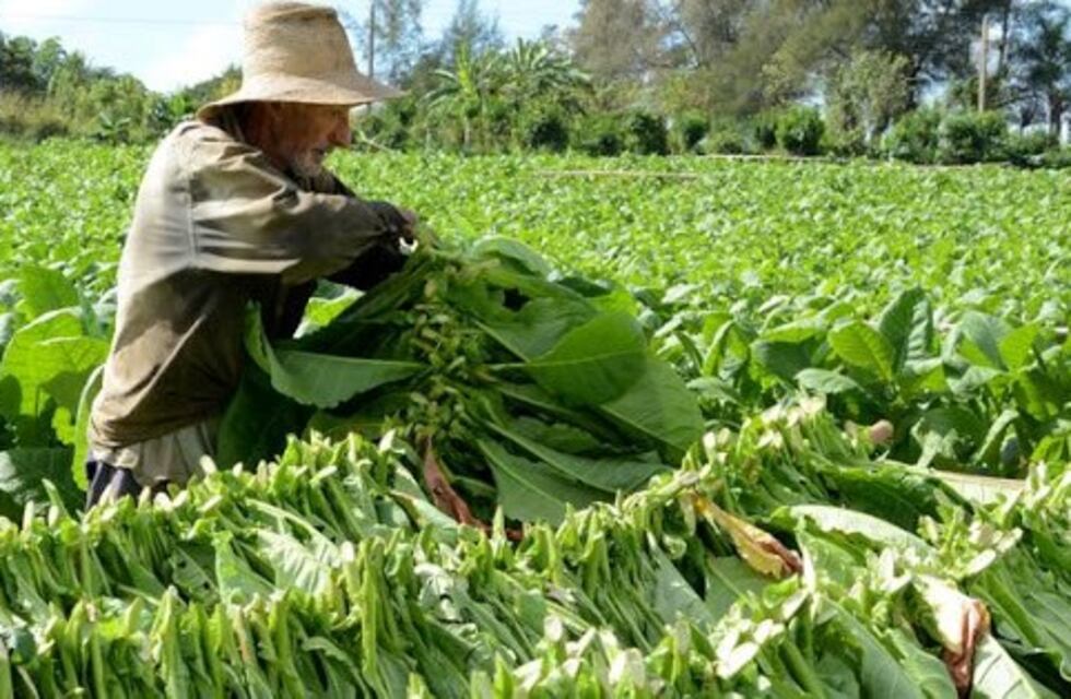 Pagaron $ 140 millones a 4.803 productores que entregaron tabaco entre mayo y junio