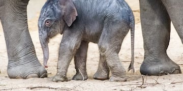 26/12/2018 Elefantes en un zoológico de Alemania POLITICA INTERNACIONAL Daniel Bockwoldt/dpa