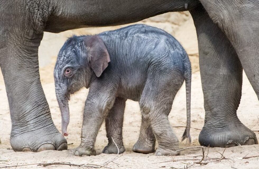Murieron más de 270 elefantes en Botsuana