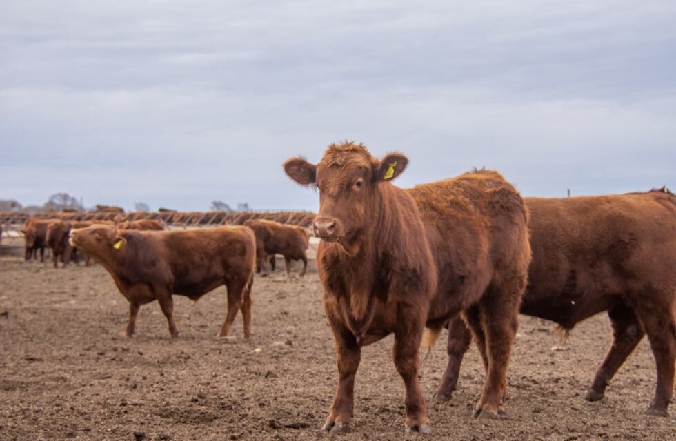 Diagnóstico de brucelosis bovina a mas de 40.000 animales en San Luis