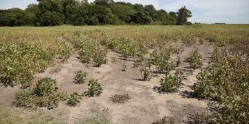 La sequía en Córdoba\u002E