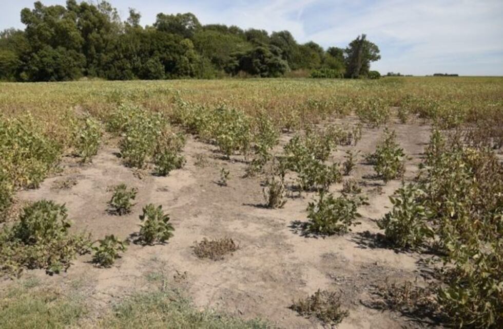Sequía: declaran la emergencia agropecuaria en 11 departamentos de Córdoba