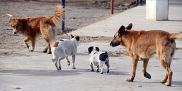 Multan a dueños de siete perros por estar en la calle en Neuquén
