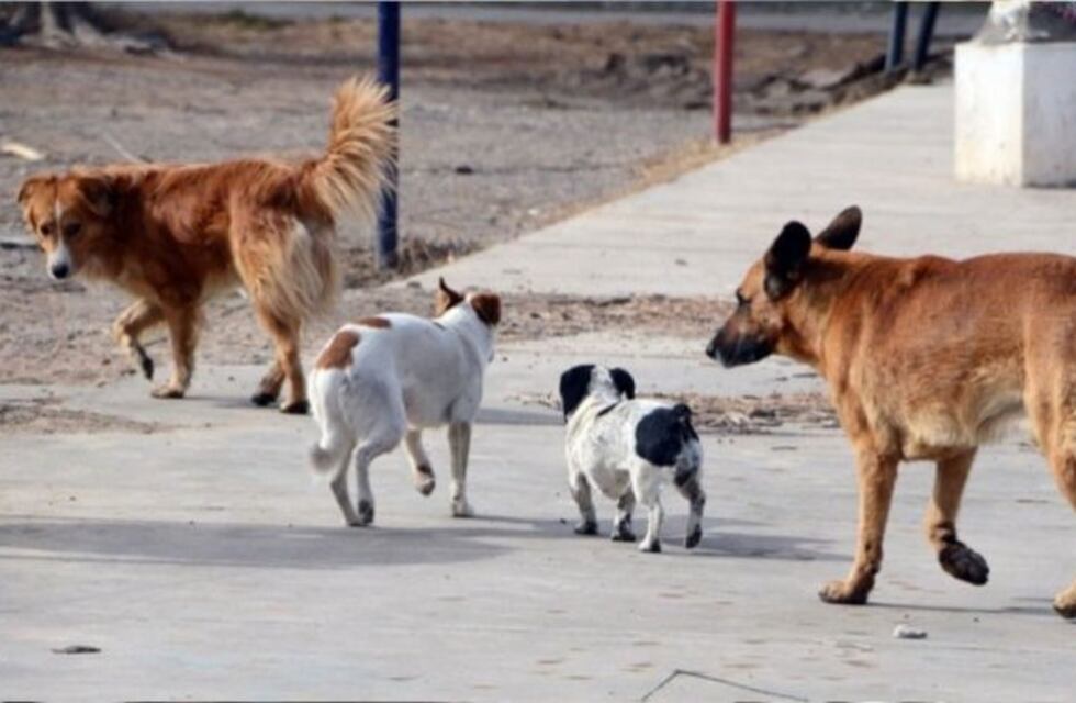 Multan a dueños de siete perros por estar en la calle en Neuquén