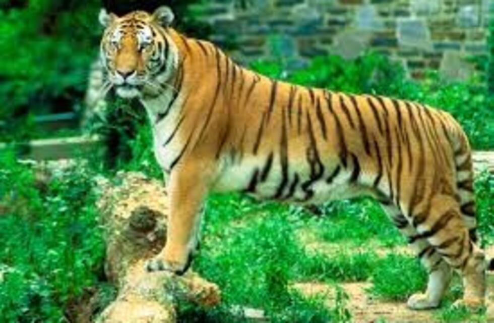 El nuevo juego visual: hay que encontrar al tigre que acecha en el bosque