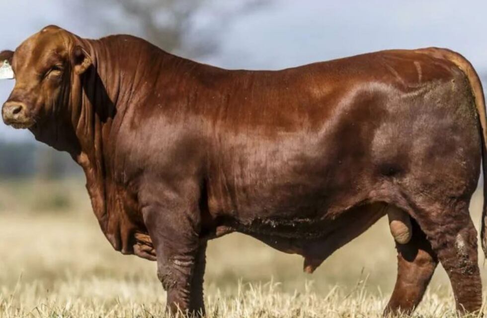 Modificaron genéticamente a un toro para obtener mejor carne