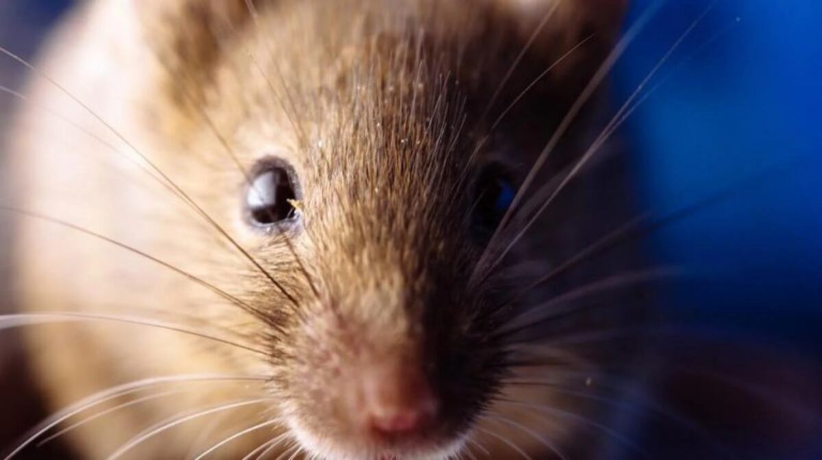 Se fue de shopping y encontró ratones caminando entre la ropa
