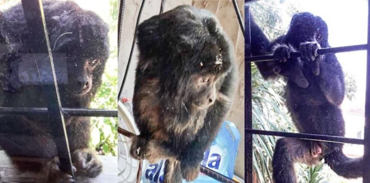 Mono en La Plata\u002E