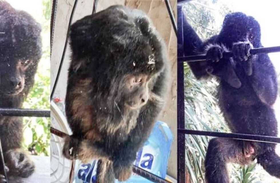 Las hipótesis que se manejan en Tolosa sobre el mono suelto y perdido