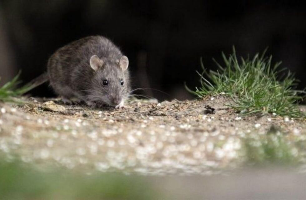 Hantavirus: aseguran que en San Luis no hay ratones de las especies involucradas
