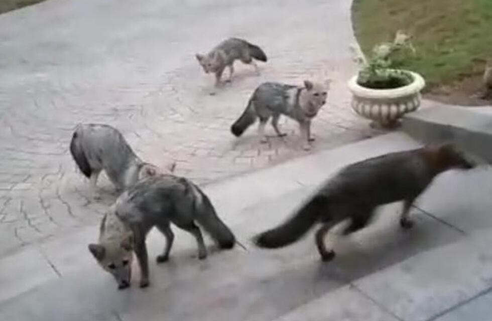Video: zorros buscan comida en countries del noroeste de Córdoba