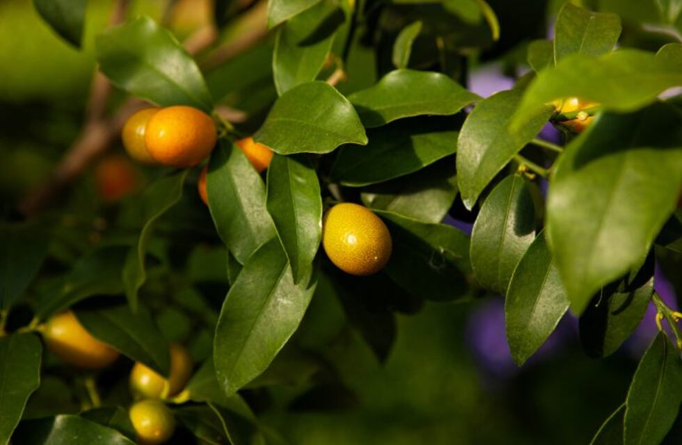 La naturaleza se transforma bajo la suave caricia del sol invernal