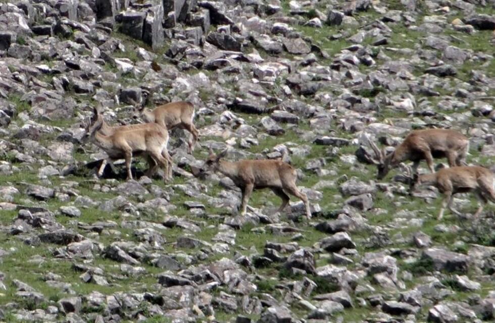Avistaron tarucas en la Reserva Nacional El Nogalar de Los Toldos