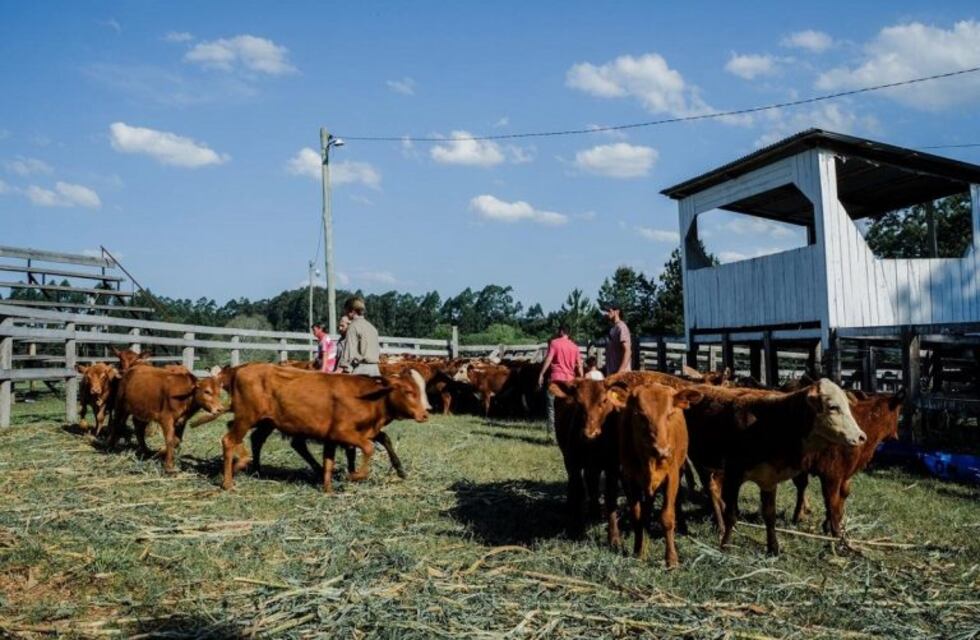 Desde la Provincia entregaron animales a la Asociación Ganadera de 25 de Mayo