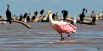 La región de Ansenuza cuenta con una riqueza natural única