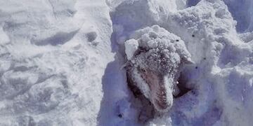 Temporal de nieve en Neuquén: relevan la mortandad de animales y asisten a productores