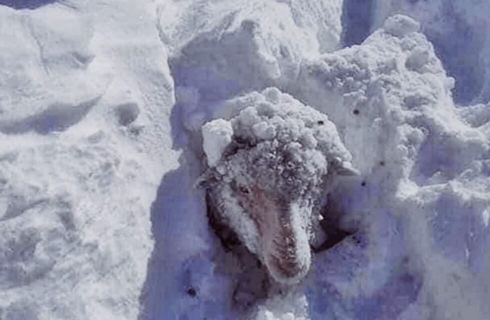 Temporal de nieve en Neuquén: relevan la mortandad de animales y asisten a productores