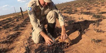 En pleno Mato Grosso, un bombero de Brasil le da agua a un armadillo que huye de las llamas\u002E