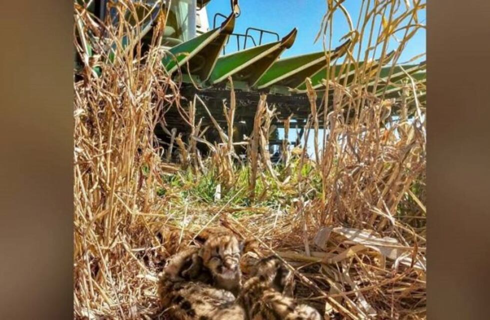 Un contratista rural frenó la cosechadora para no atropellar crías de puma