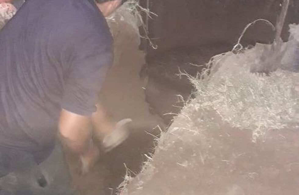 Bomberos rescataron a un caballo que se había caído a un pozo