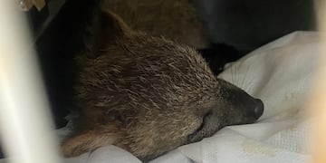 Un zorro silvestre fue rescatado en Oberá.