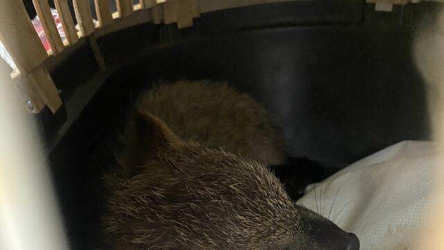 Un zorro silvestre fue rescatado en Oberá.