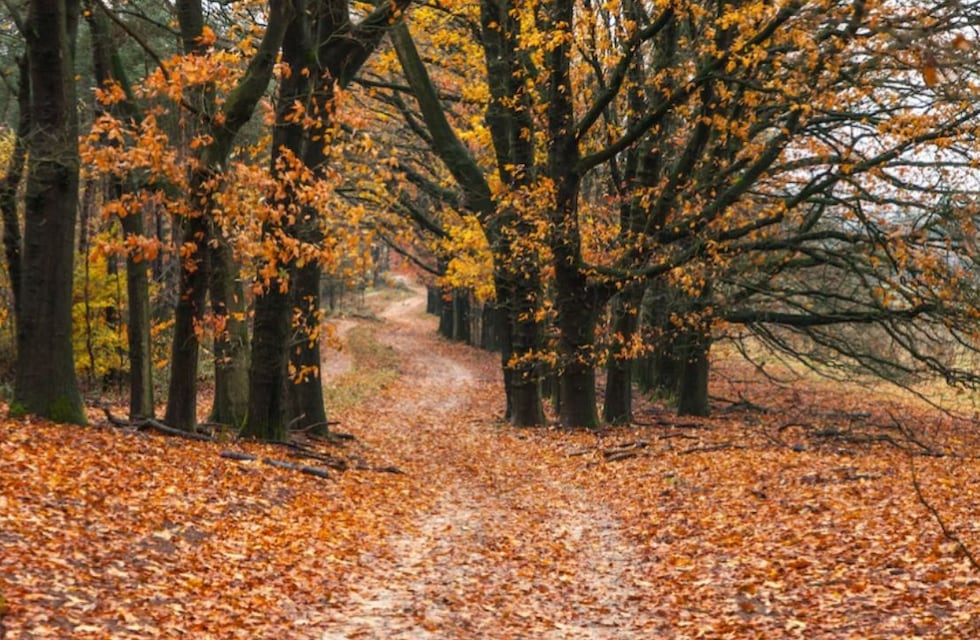 Equinoccio de otoño: ¿cómo es el ritual del equilibrio?