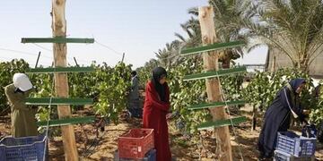 Cultivo Egipcio de Uva