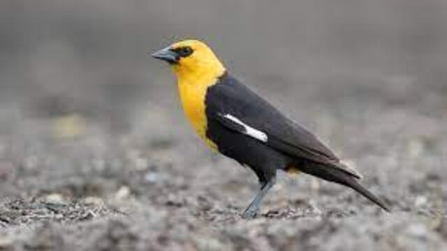El Xanthocephalus, más conocido como tordo de cabeza amarilla, un ave que emigra a México para pasar el invierno allí.