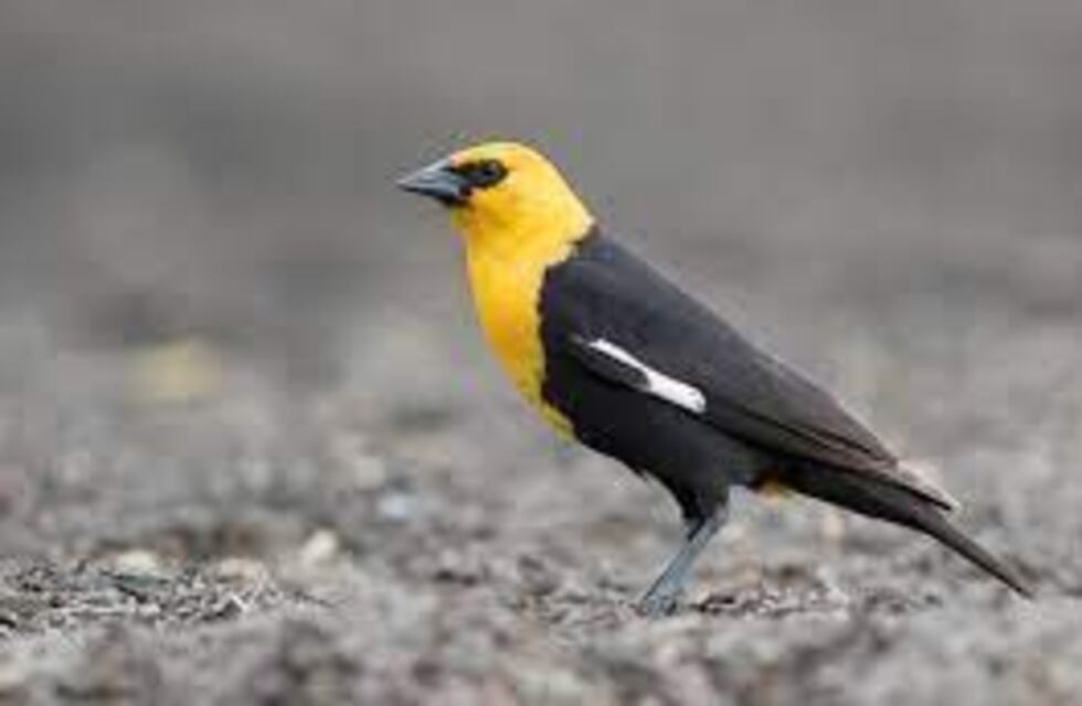 México: una escena escalofriante muestra cómo cientos de aves en vuelo caen muertas súbitamente