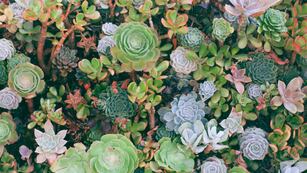 Fertilizante casero para hacer florecer las suculentas. (Unsplash)