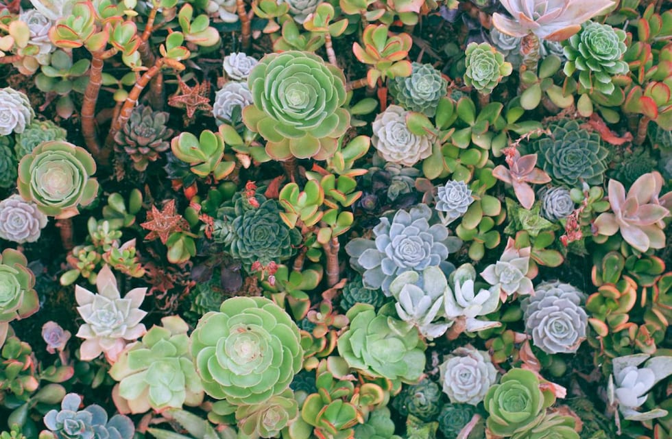 Cuáles son las mejores suculentas con flores para traer alegría al hogar
