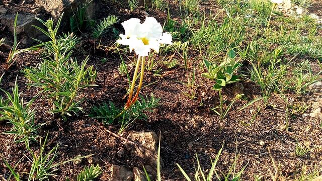 Nuevos brotes y flores en medio de uno de los tantos sectores de las sierras devastados por el paso del fuego. (Foto: Mariela Rojas).
