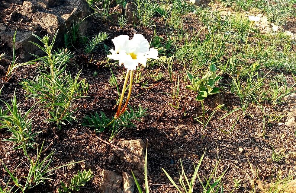 El maravilloso renacer de la naturaleza tras el paso del fuego en la sierras cordobesas
