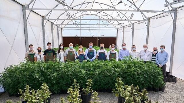 Se cosecharon 97 plantas de las variedades Auto Alpha y Auto Magik.