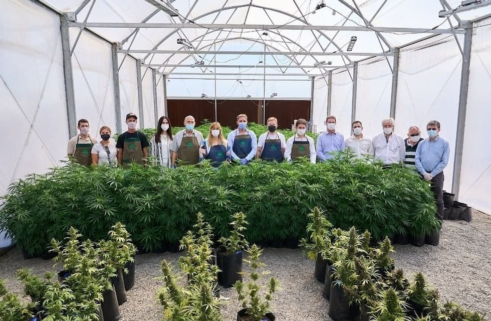 Histórico: la empresa sanjuanina de cannabis medicinal realizó su primera cosecha de marihuana