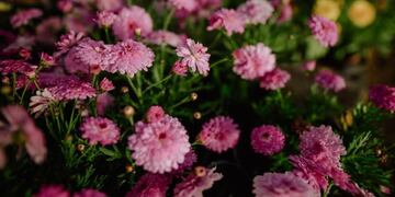 Juan Zanetti contó que “durante el año 2020 el único insumo que se adquirió desde la Municipalidad fueron semillas".