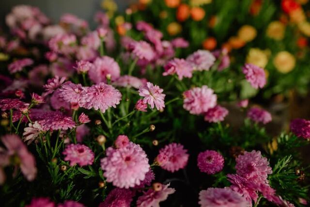 Juan Zanetti contó que “durante el año 2020 el único insumo que se adquirió desde la Municipalidad fueron semillas".