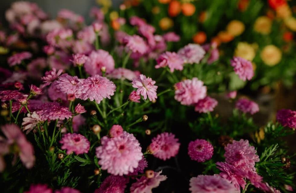 Con producción propia de plantas y arboles la Municipalidad de Ushuaia ahorró 7 millones de pesos