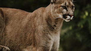 Hay un puma suelto en la ciudad de Córdoba.