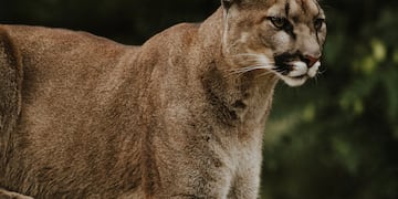 Hay un puma suelto en la ciudad de Córdoba.