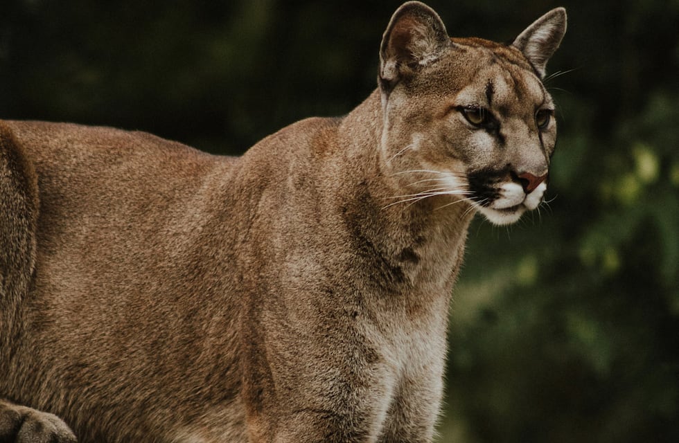 ¿Un puma suelto en la ciudad de Córdoba?: lo último que se sabe de la misteriosa aparición