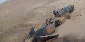 Aparecieron cuatro lobos marinos muertos en la costa del Balneario Orense