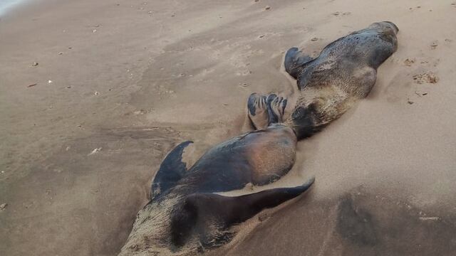 Aparecieron cuatro lobos marinos muertos en la costa del Balneario Orense