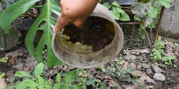 La lucha contra el dengue en Jujuy se libra en los patios de los domicilios particulares.