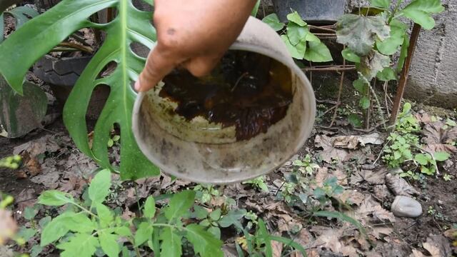 La lucha contra el dengue en Jujuy se libra en los patios de los domicilios particulares.