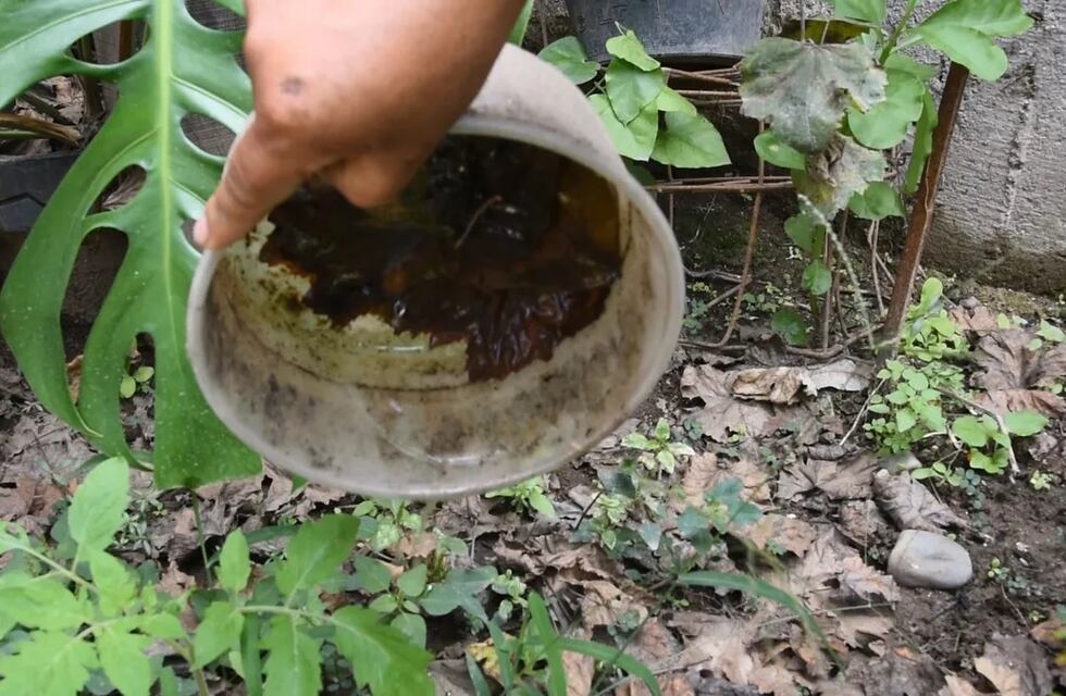Dengue en Jujuy: rápido aumento en la cifra de contagios